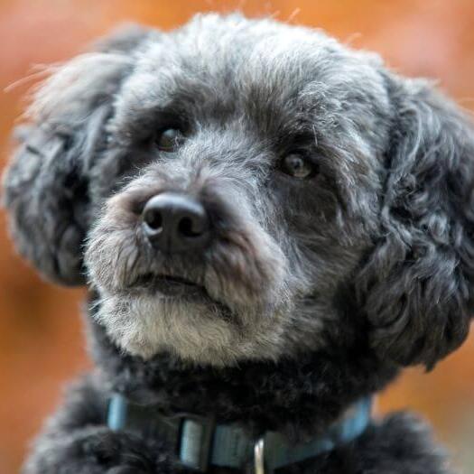 Schnoodle gri cu blana ondulata si expresie calma.