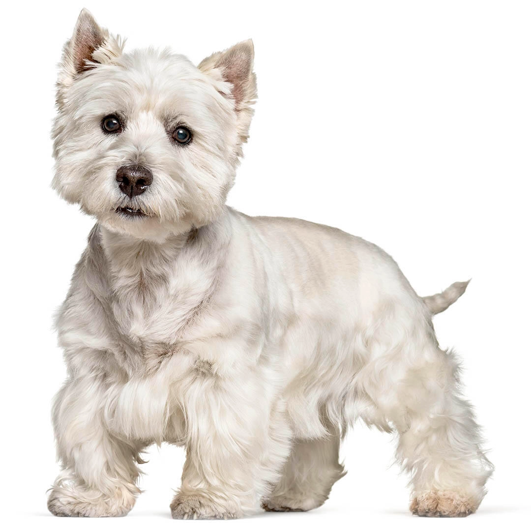 West Highland White Terrier alb, vazut din fata