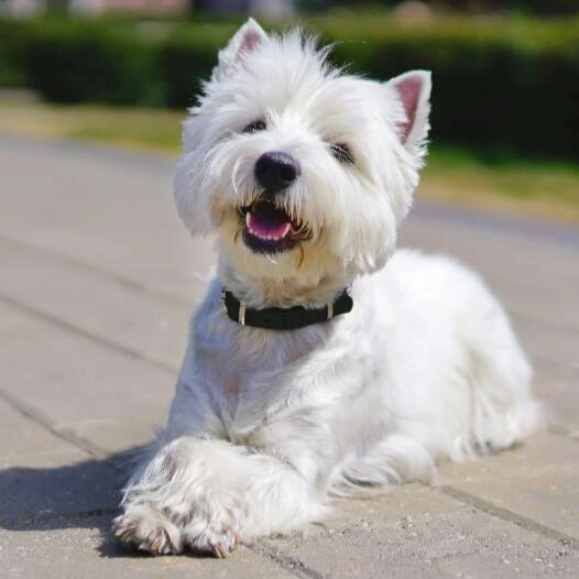 West Highland White Terrier asezat, cu expresie alerta