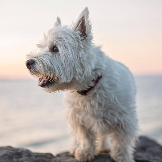 West Highland White Terrier in picioare, in aer liber, pe iarba