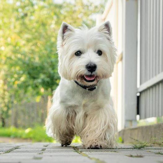 Westie cu blana alba si urechi ascutite