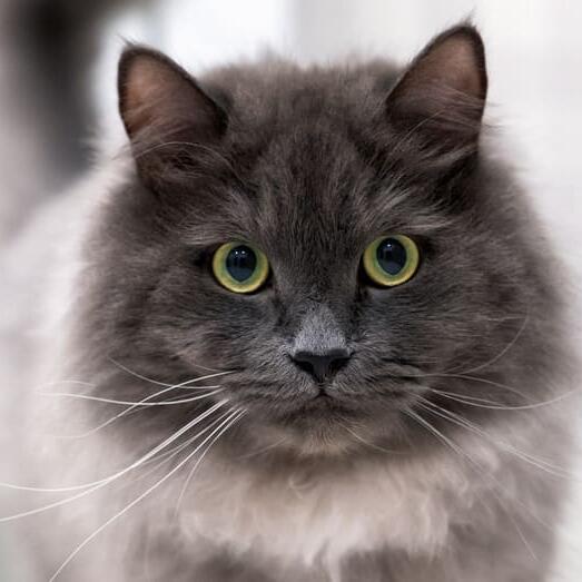 Pisica Nebelung gri cu blana lunga si ochi verzi