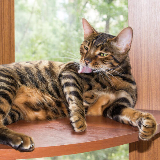 Pisica Toyger