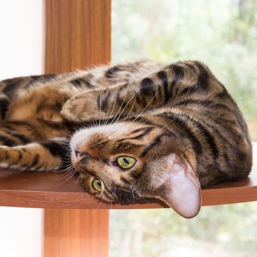 Pisica Toyger cu model tigrat, blana scurta si deasa