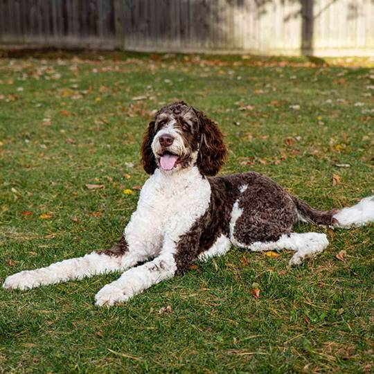 Bernedoodle adult cu blana bogata, potrivit pentru familii active.
