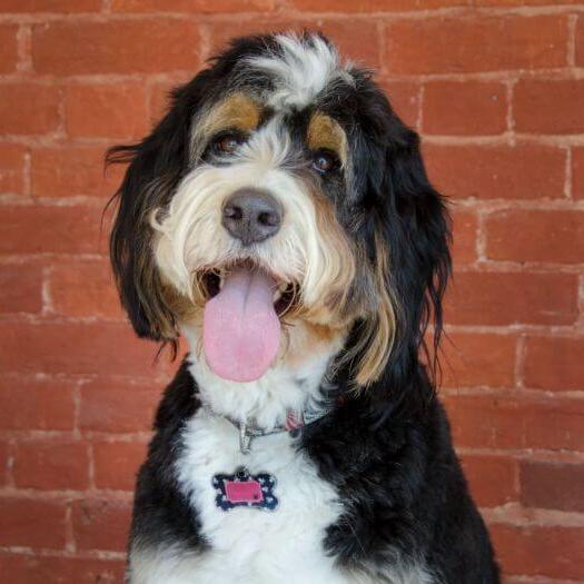 Caine Bernedoodle de talie medie spre mare.