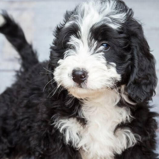 Bernedoodle cu blana ondulata specifica rasei mixte.