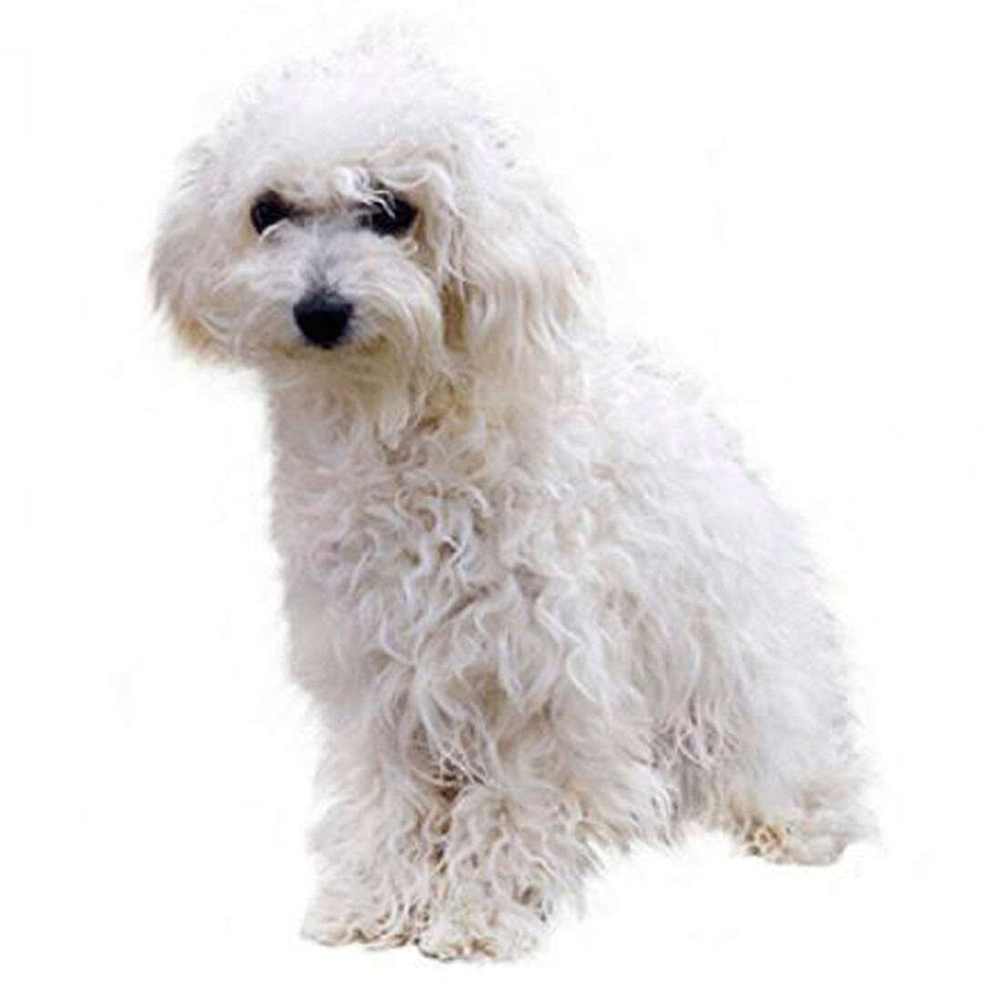 Bichon Bolognese alb, cu blana lunga si usor ondulata