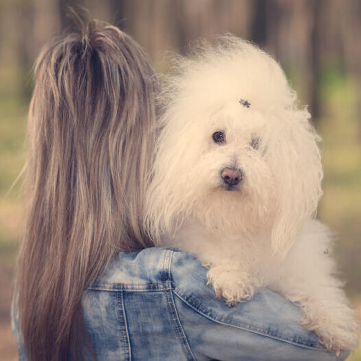Bichon Bolognese alb tinut in brate