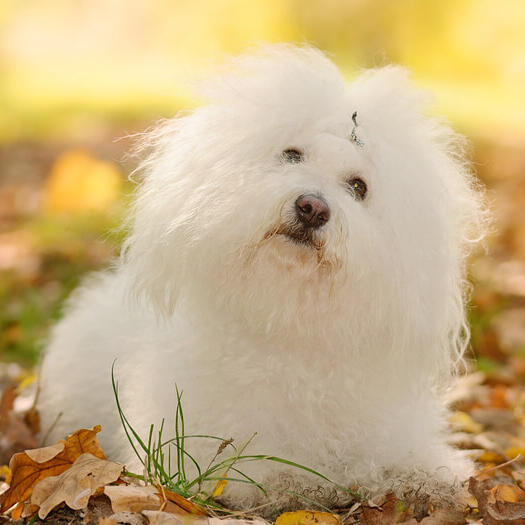 Bichon  Bolognese alb, cu blana alba