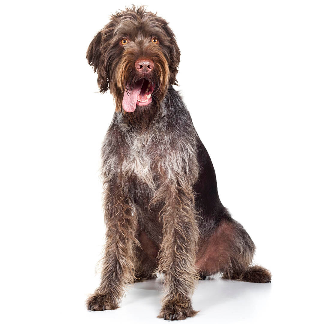 German Wirehaired Pointer cu blana sarmoasa.