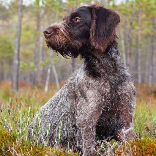 Caine German Wirehaired Pointer de talie medie spre mare.