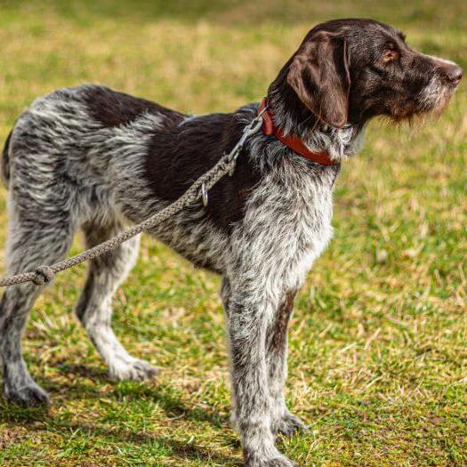 German Wirehaired Pointer cu blana aspra.