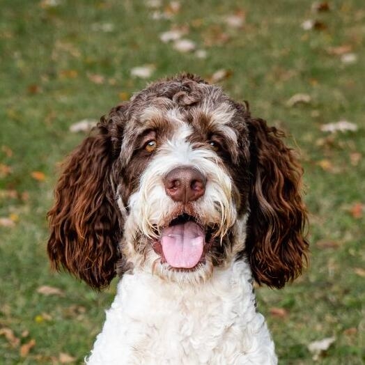 Caine Bernedoodle cu trasaturi mostenite de la Ciobanesc de Berna si Pudel.