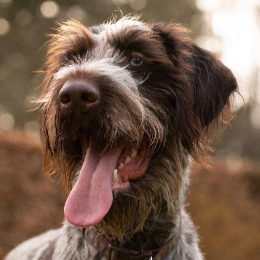Caine German Wirehaired Pointer maro si alb.