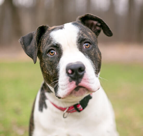 Caine Bulldog American cu blana scurta si aspect robust.