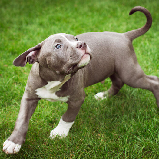 Bulldog American atent, cu piept puternic si constitutie atletica.