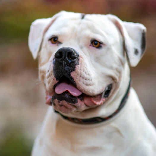 Caine Bulldog American cu blana alba si pete colorate, specific tipului rasei.