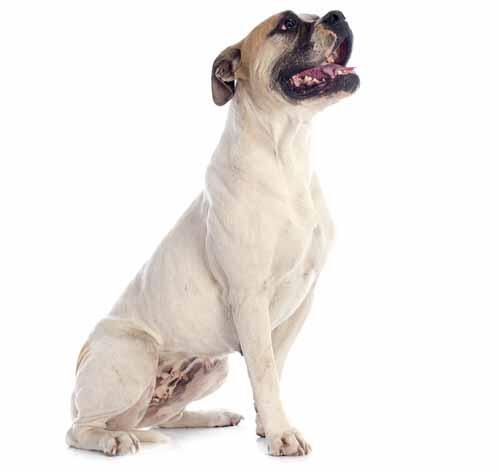 Bulldog American de talie mare, cu corp musculos si cap lat, prezentat pentru ghidul rasei.