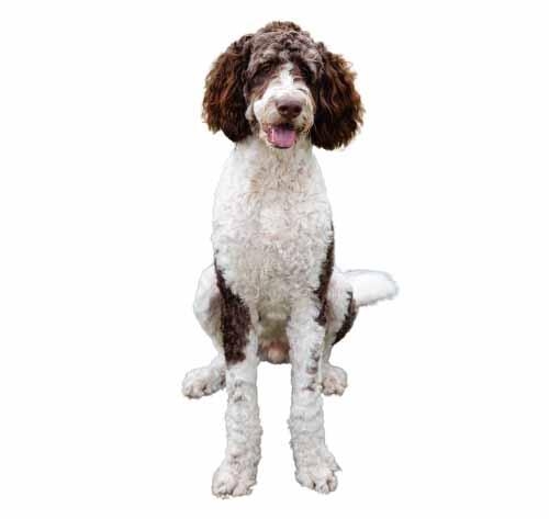 Caine Bernedoodle cu blana ondulata.