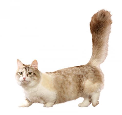 Munchkin store cat pret