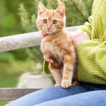 "Produse pentru câini"