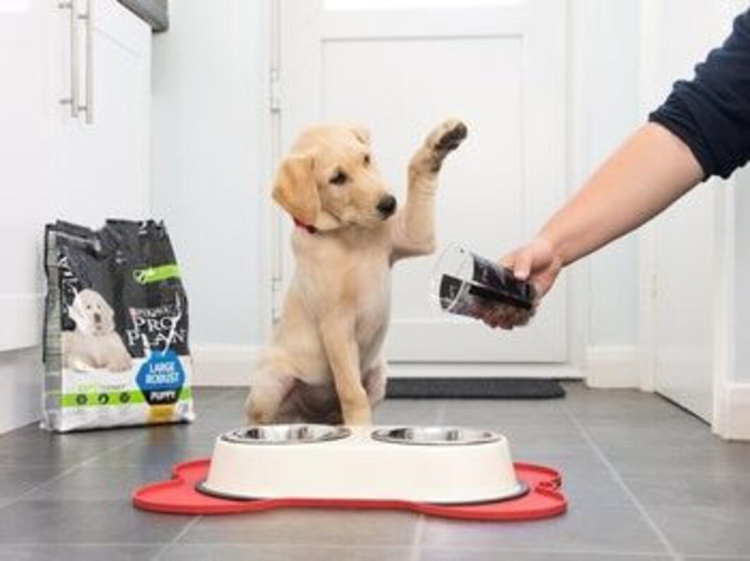 Cachorro à espera para ser alimentado