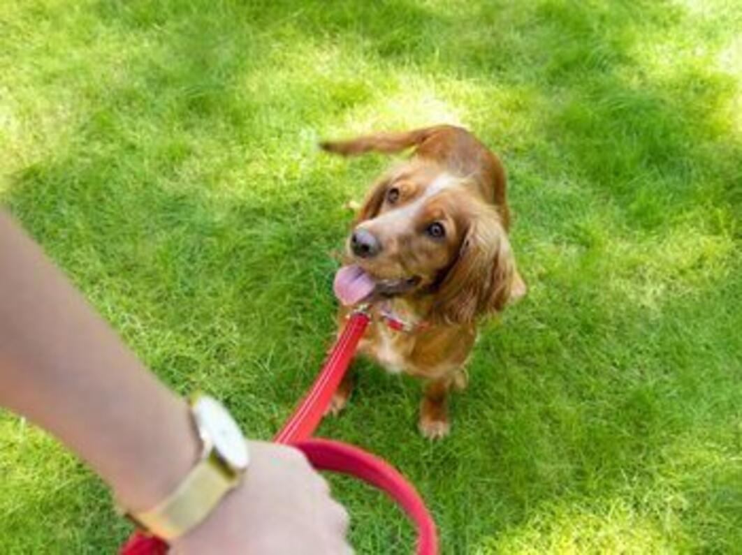 Cachorro na coleira a olhar para o dono