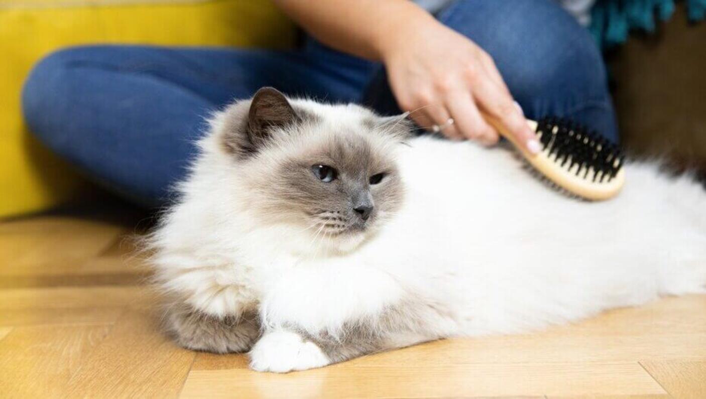 gatinho com pelo escovado