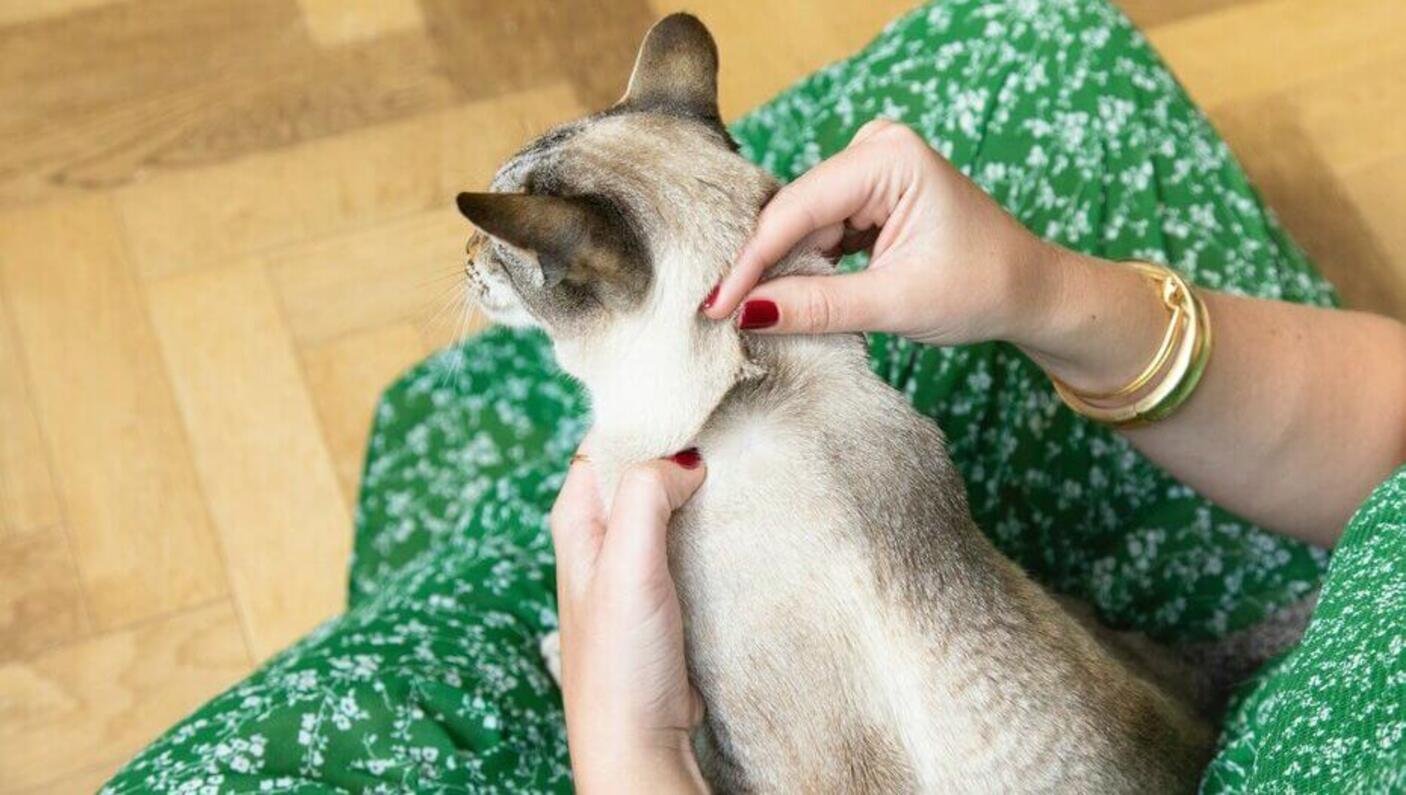 mulher verificando a pele do gato cinzento