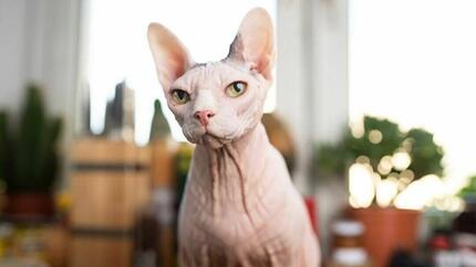 Adopt pisica mai in varsta