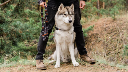Cão em pé com o dono na floresta