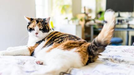 Gato manchado deitada na cama.