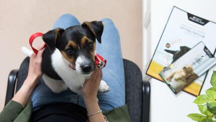 Catel stand in bratele stapanului la veterinar