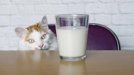 pisica se uita la lapte