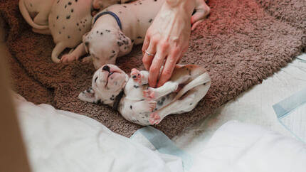 Ar trebui să cumpăr sau să adopt un cățel