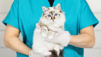 pisoi la veterinar