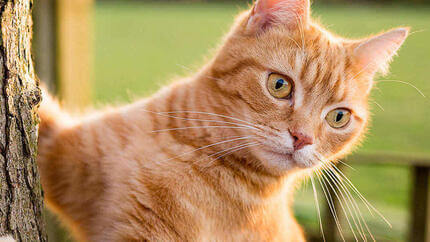 Ginger Cat alpinism un copac