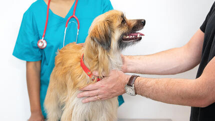 Catea gestanta la control veterinar