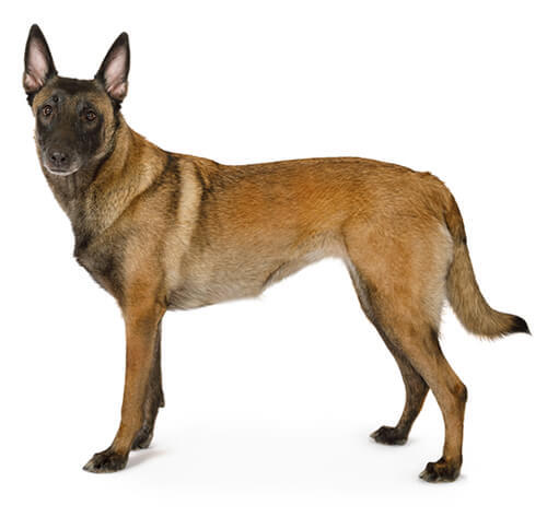 Ciobanesc Belgian Malinois