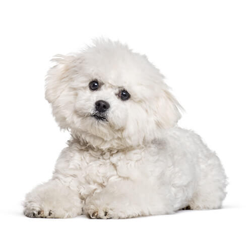 Câinele Bichon Frise