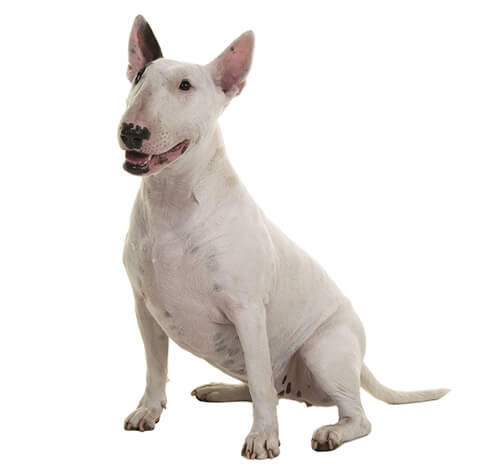 Câinele Bull Terrier