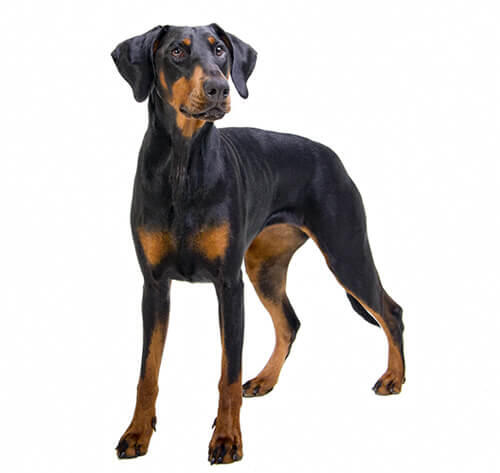 Câinele Dobermann