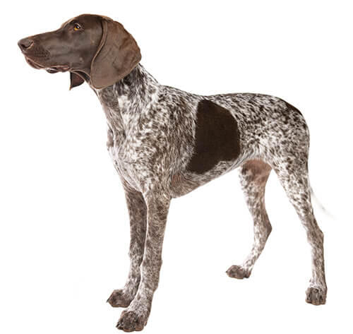 German Shorthaired Pointer - Brac German