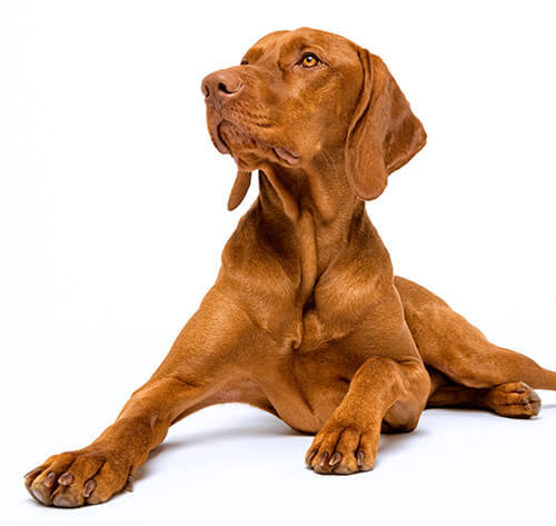 Vizsla Maghiară