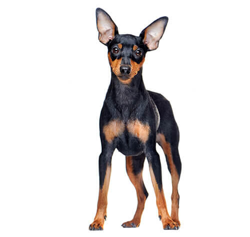 caine Pinscher pitic