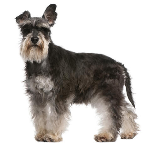 caine rasa schnauzer pitic