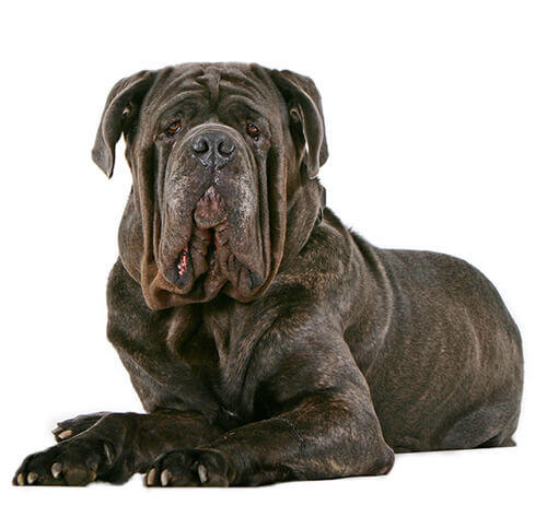 Mastiff Napoletan