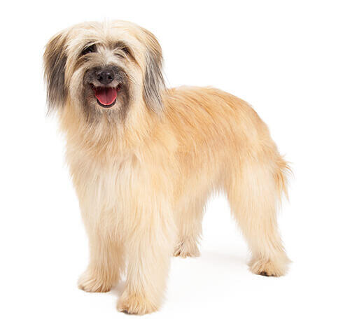 Câinele Pyrenean Sheepdog (Long Haired)