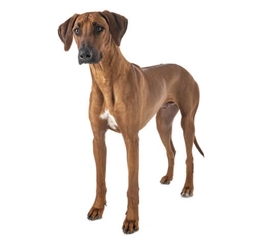 Rhodesian Ridgeback – exemplar cafeniu.